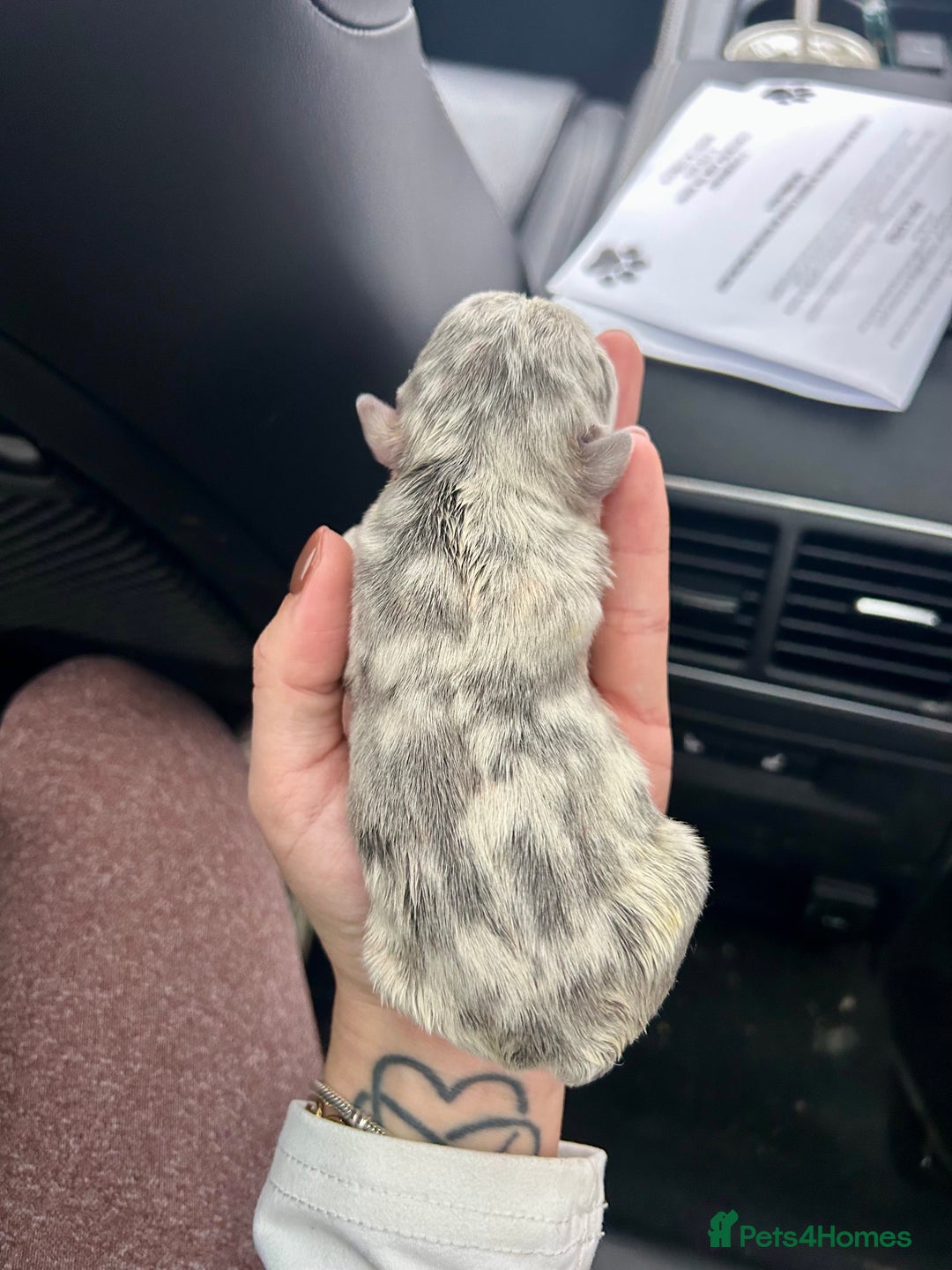 French Bulldog dogs for sale: Multicoloured Frenchies ⭐️ - Image 5