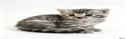 Egyptian Mau cats for sale: TICA reg SNOW LEOPARD EGYPTIAN MAU X BENGAL  - Advert 21