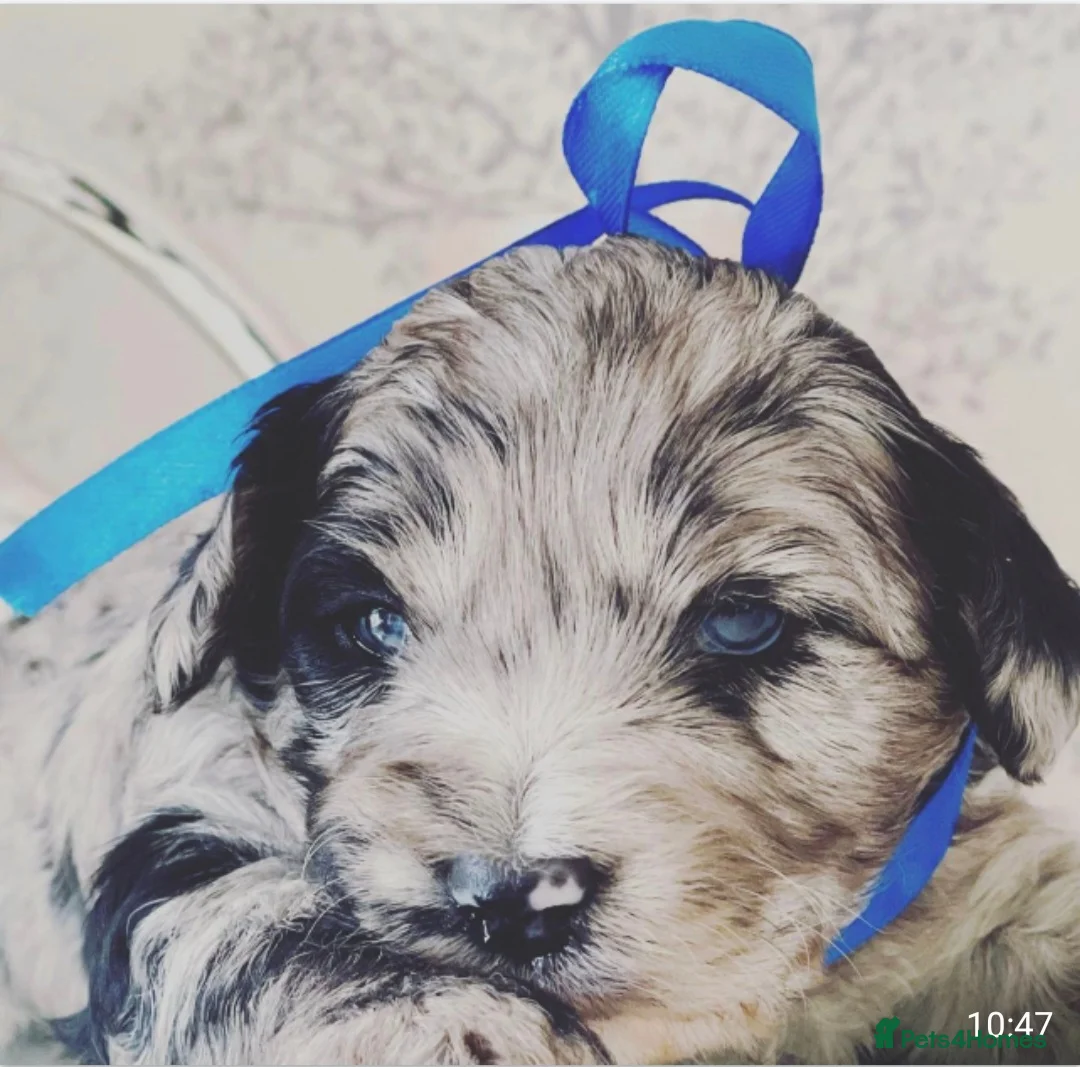 Poodle dogs for stud:  CHOCOLATE MERLE PHANTOM CARRYING PARTI in Todmorden - Advert 14