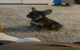 French Bulldog dogs for sale: French bulldog - Image 3