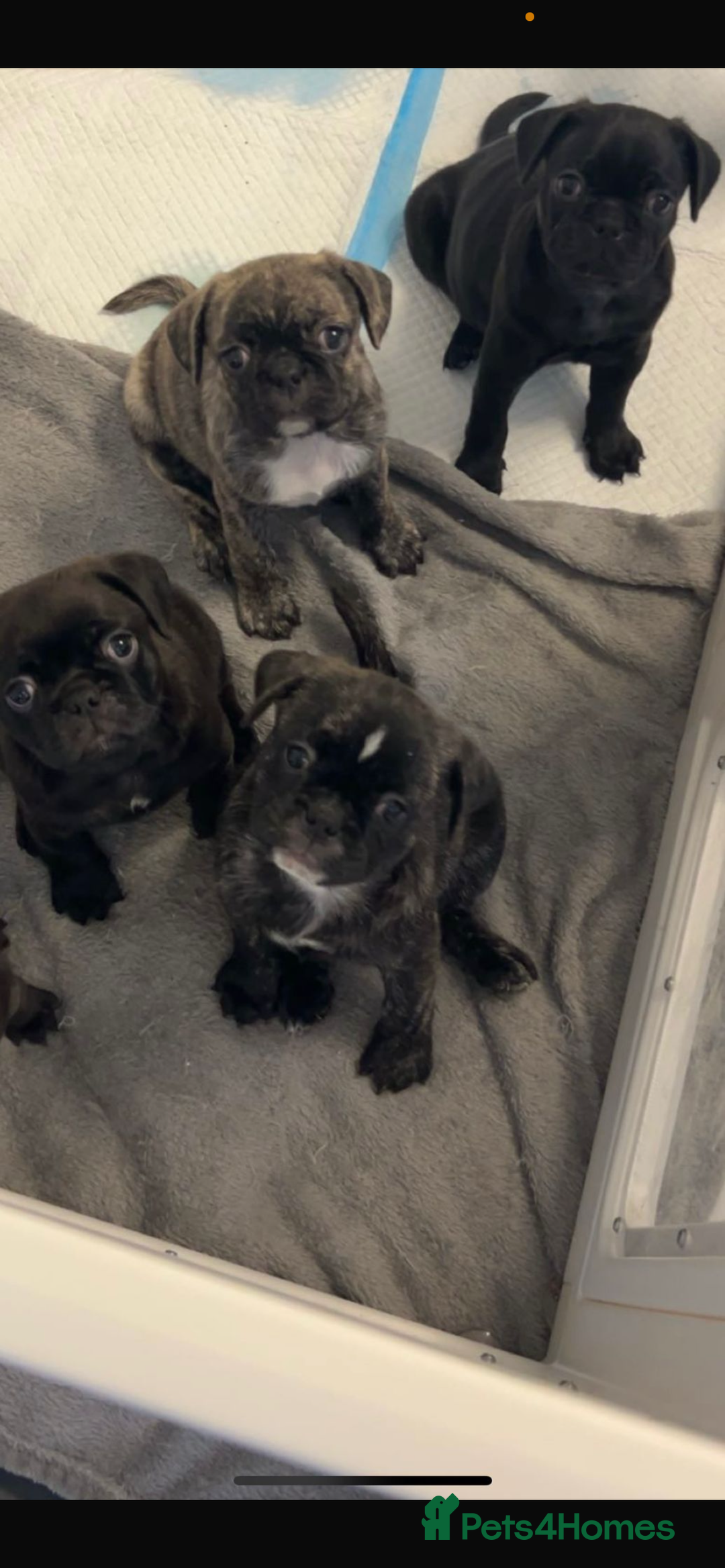 Frug dogs for sale: Frug puppies  - Advert 27