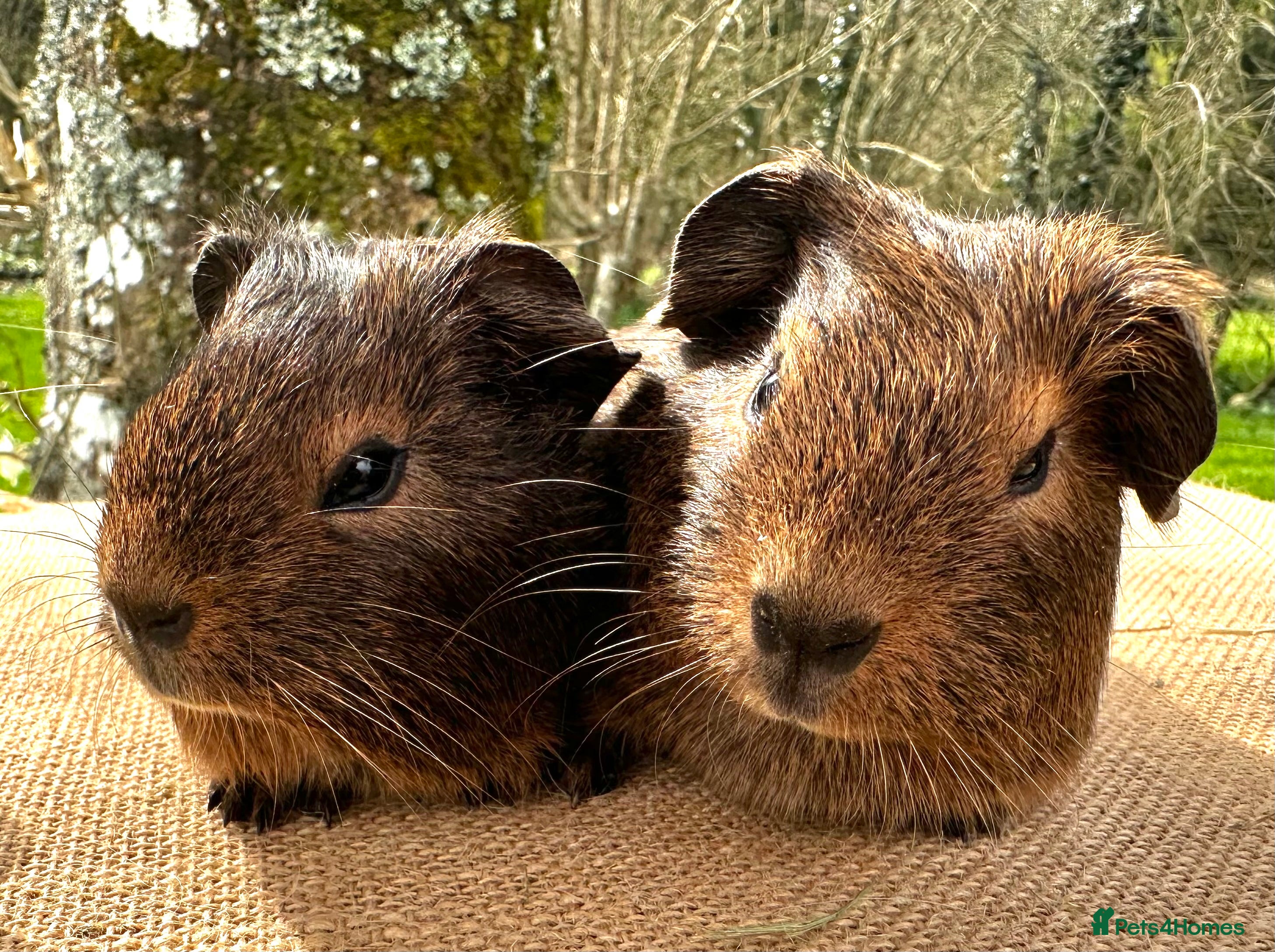 Guinea Pig rodents Pair of “pet” brothers  - Advert 1