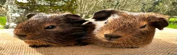 Guinea Pig rodents for sale: Pair of “pet” brothers  - Advert 1