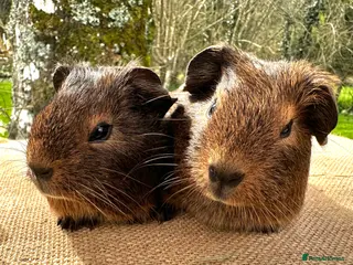 Guinea Pig rodents Pair of “pet” brothers - Advert 1