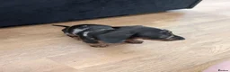 Miniature Dachshund dogs for sale: 2 beautiful dachshund pups  - Advert 4