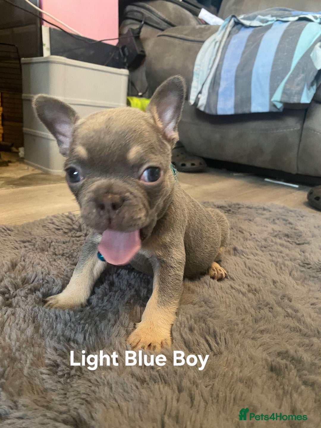 French Bulldog dogs for sale: beautiful chunky French bulldog puppies  - Image 9