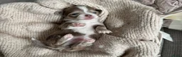 Chihuahua dogs for sale: 🐾🩶 OUTSTANDING litter of EXCEPTIONAL Chihuahuas - Advert 17