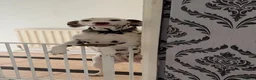 Dalmatian dogs for sale: Female dalmatian - Advert 5