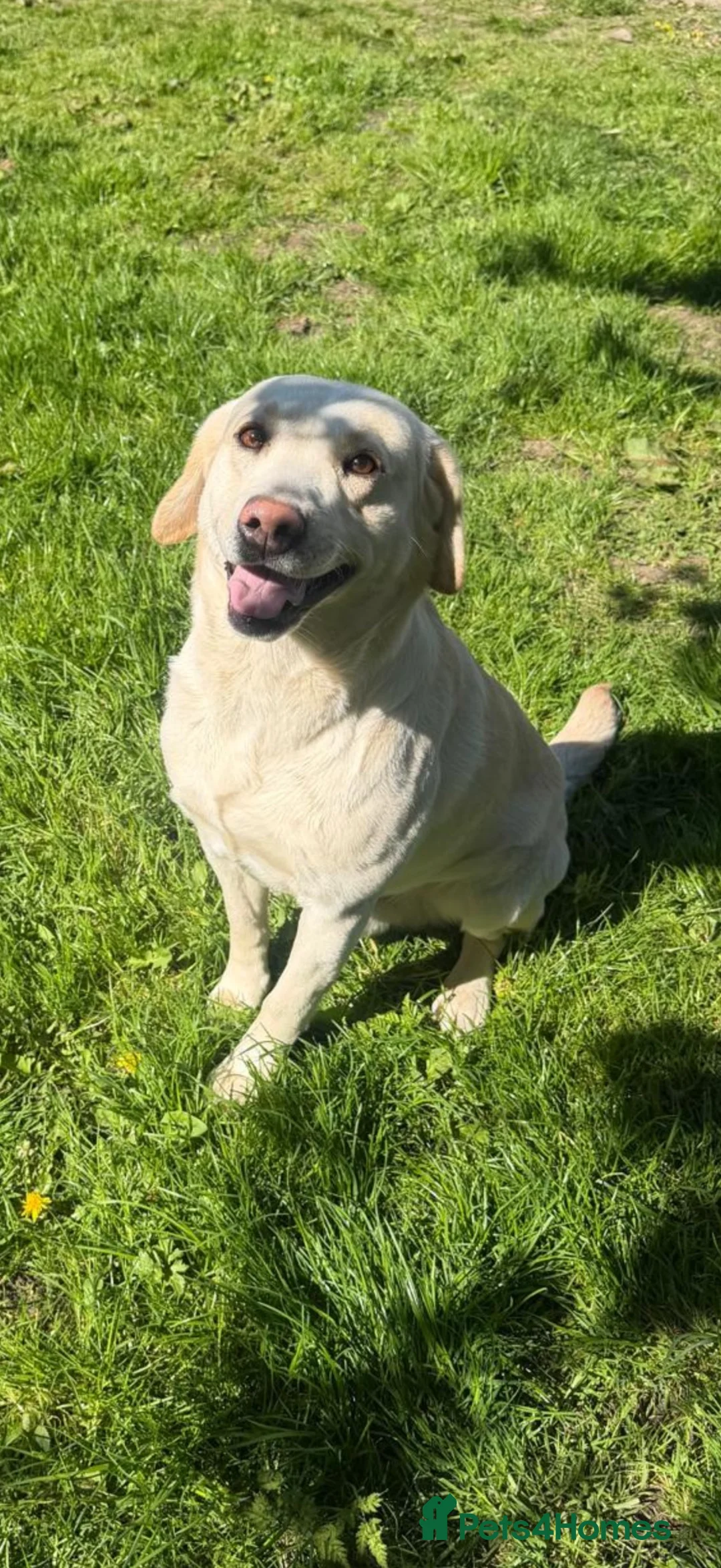 Labrador Retriever dogs for stud: White/golden Labrador stud in Thetford - Advert 1
