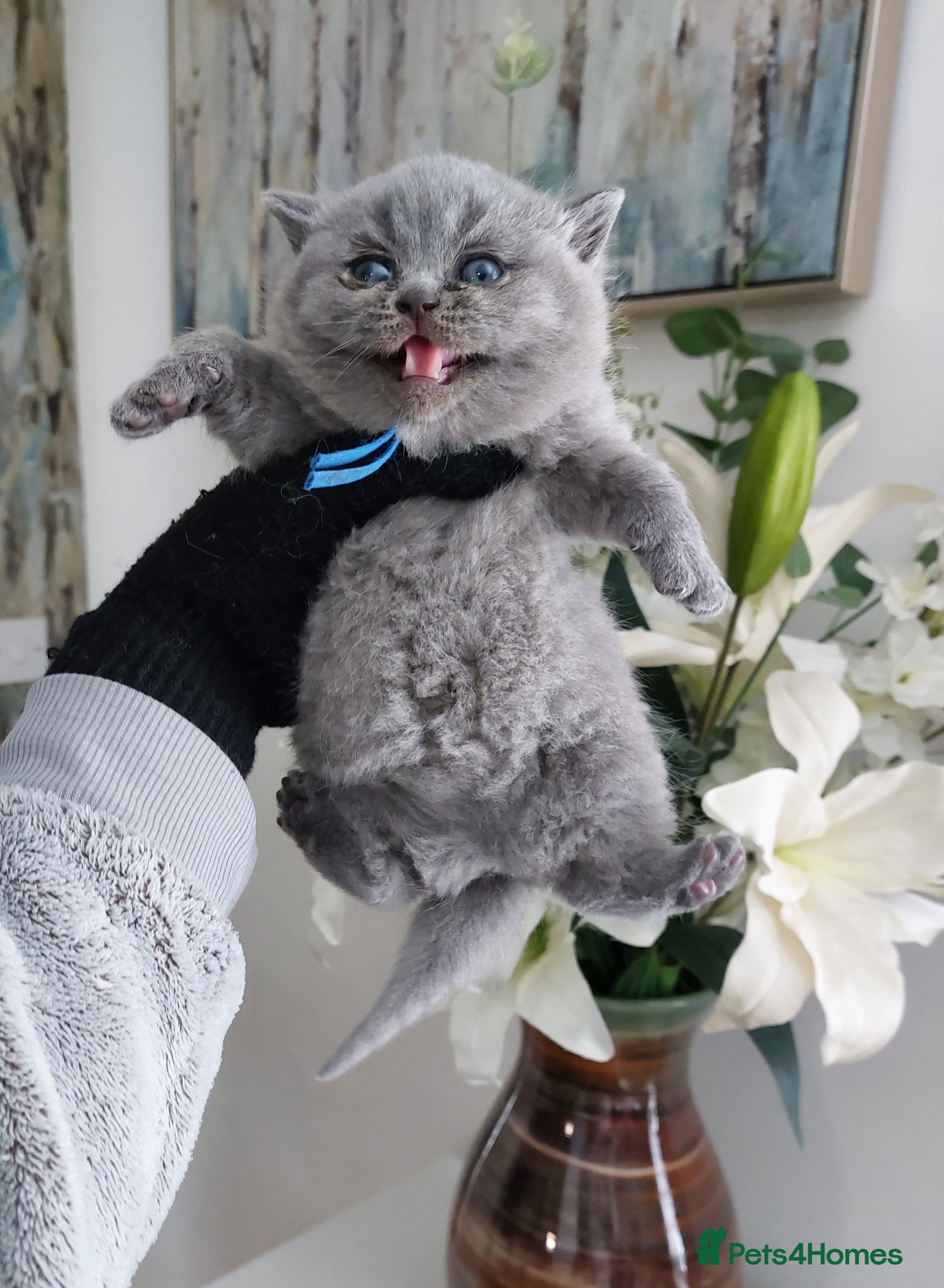 British Shorthair cats 🏆❤️‍🔥IMPECCABLE🌟CHAMPIONS🏆🐻🐾 - Advert 2