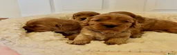 Cockapoo dogs for sale: Gorgeous F1 PRA clear Toy Cockapoo puppies - Advert 30