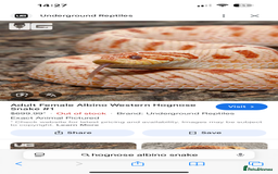 Snake reptiles for sale: Hognose albino snake - Image 1