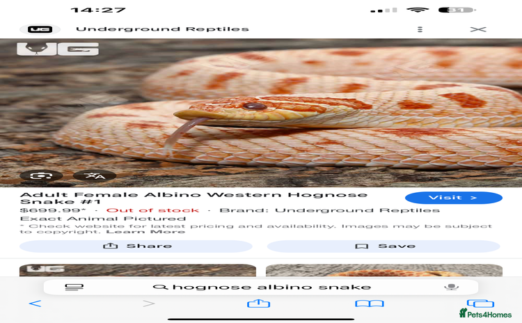 Snake reptiles - Advert 2
