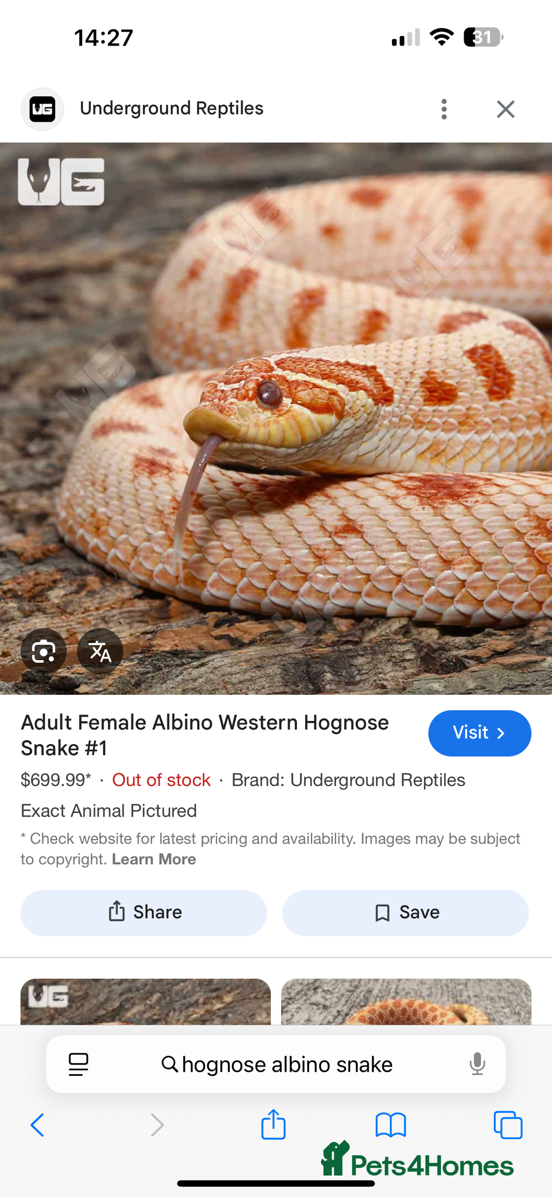 Snake reptiles for sale: Hognose albino snake - Image 1