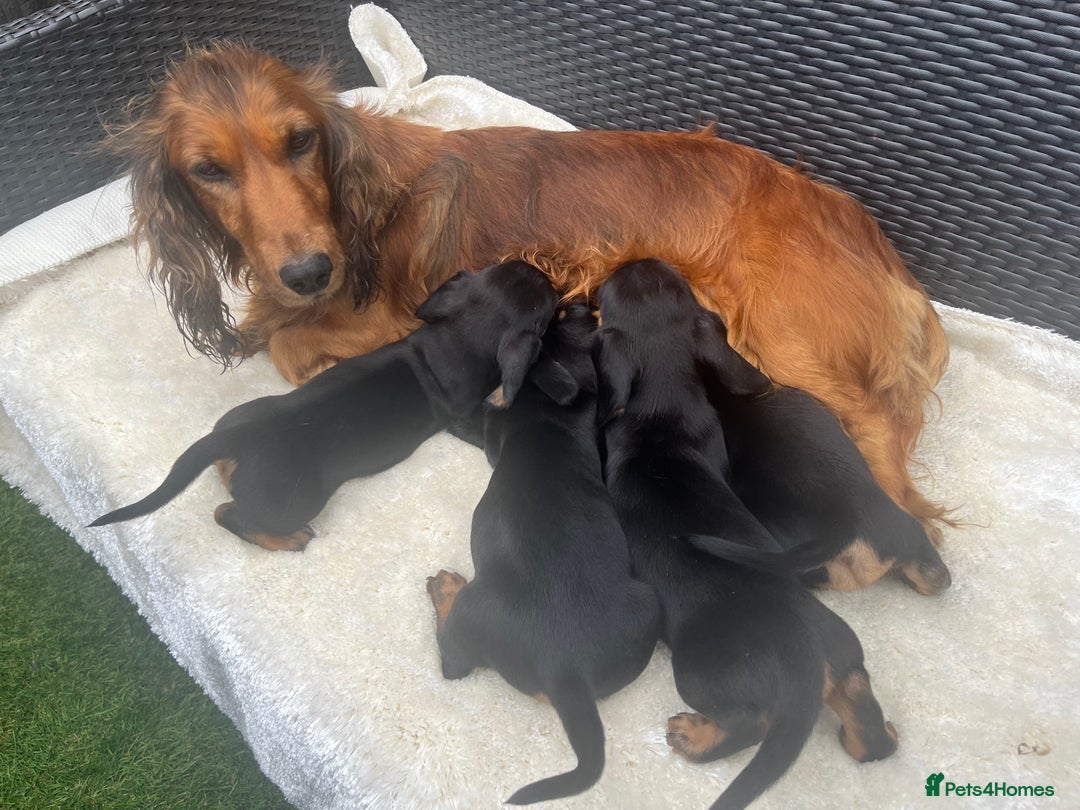 Dachshund dogs for sale: Dachshund puppies - Image 7