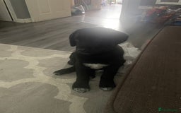 Mixed Breed dogs for sale: 16 weeks old 3/4 Caucasians shepherd  - Image 2