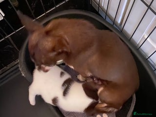 Pomchi dogs Male pomchi puppy - Advert 1