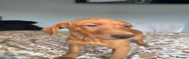 Labrador Retriever 5