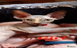 Sphynx cats for sale: 5 Adorable Sphynx Kittens for sale! - Image 7