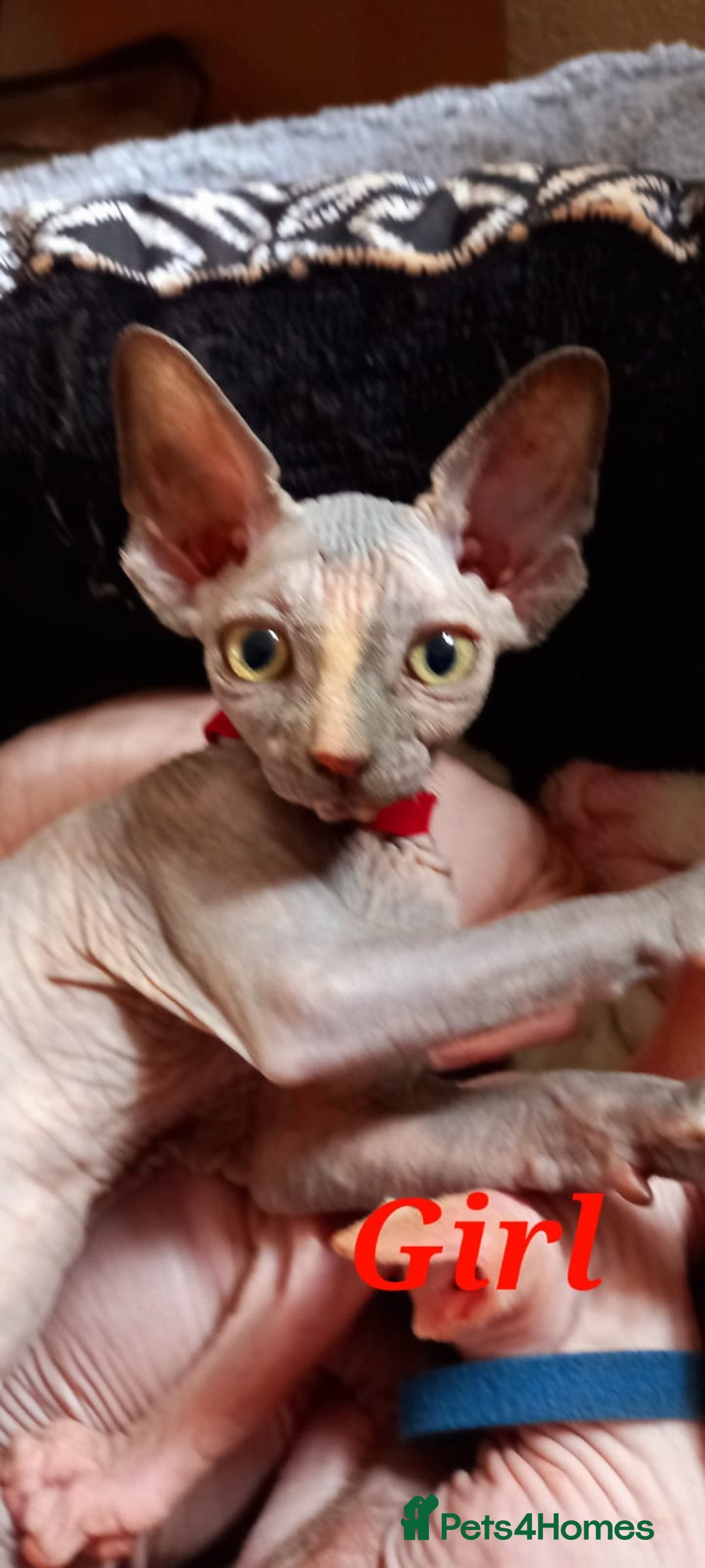 Sphynx cats for sale: 5 Adorable Sphynx Kittens for sale! - Image 7