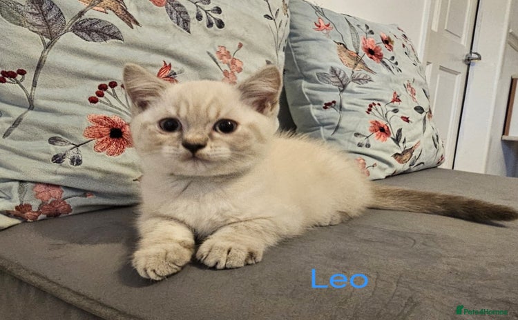 British Shorthair cats - Advert 4
