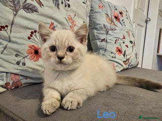 British Shorthair cats - Advert 13