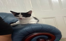 Domestic Shorthair cats for sale:  kitten  - Image 2