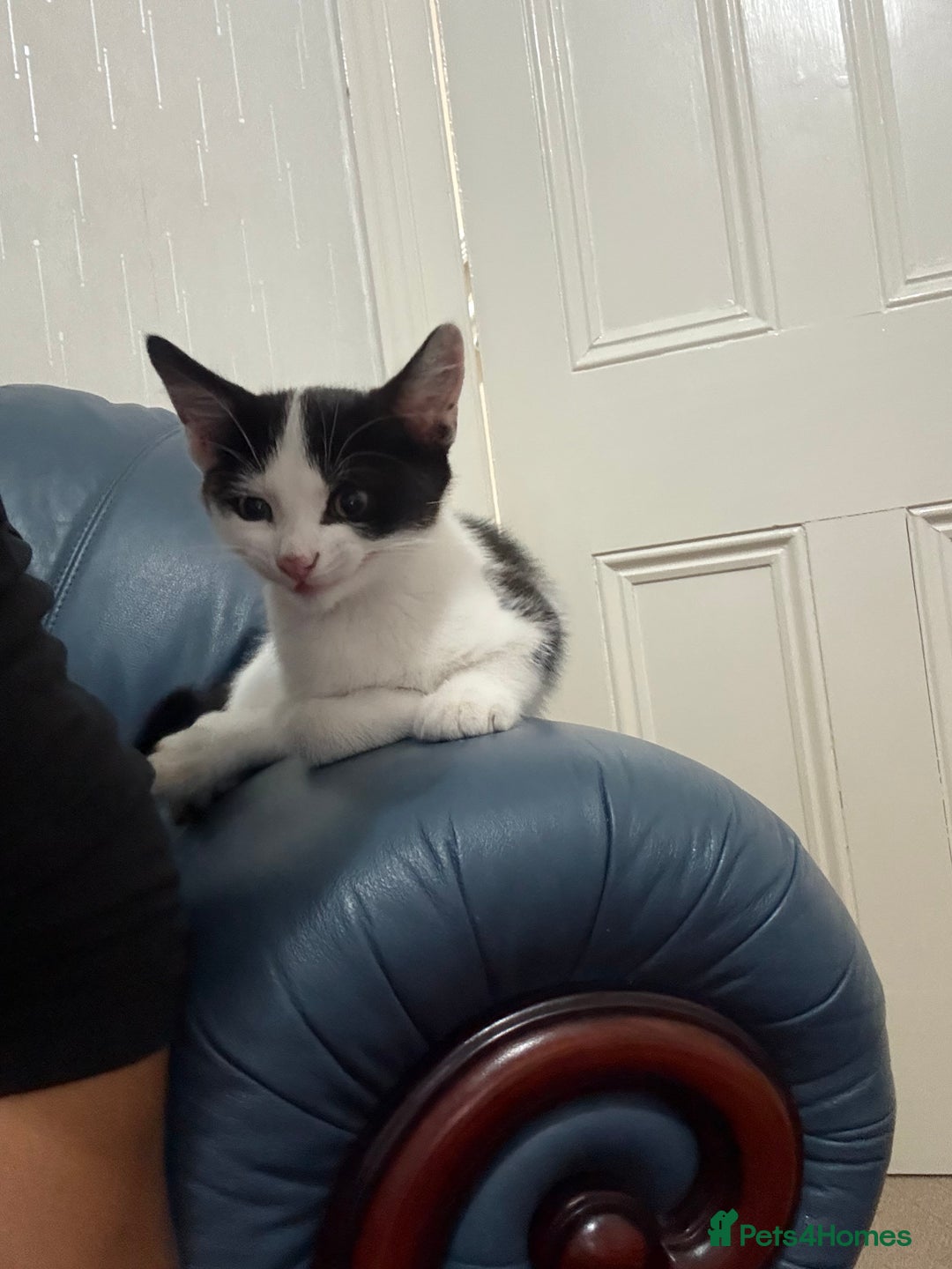 Domestic Shorthair cats for sale:  kitten  - Image 2