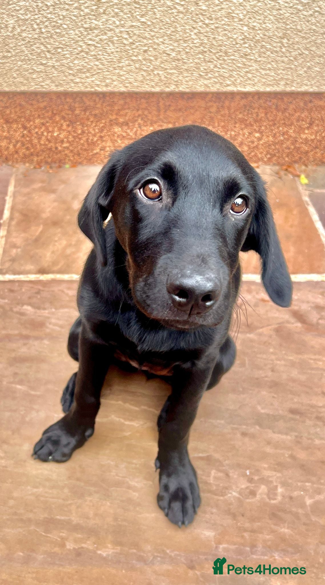 Labrador Retriever dogs Fully Health Tested KC reg, wkg lab black female - Advert 2