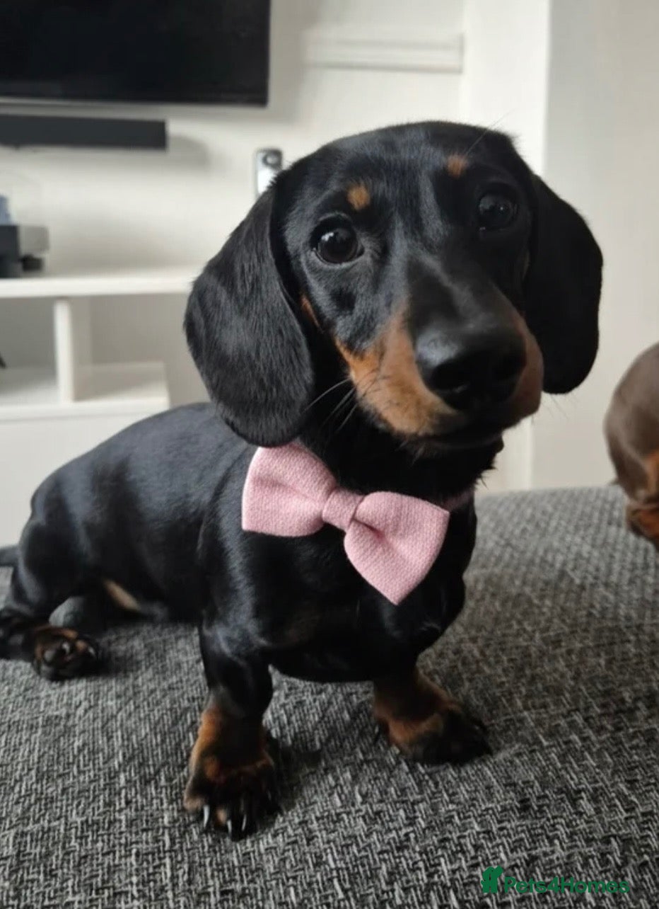 Miniature Dachshund dogs Miniature dachshund  - Advert 3