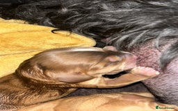 Cocker Spaniel dogs for sale: Cocker spaniel puppies - Image 13