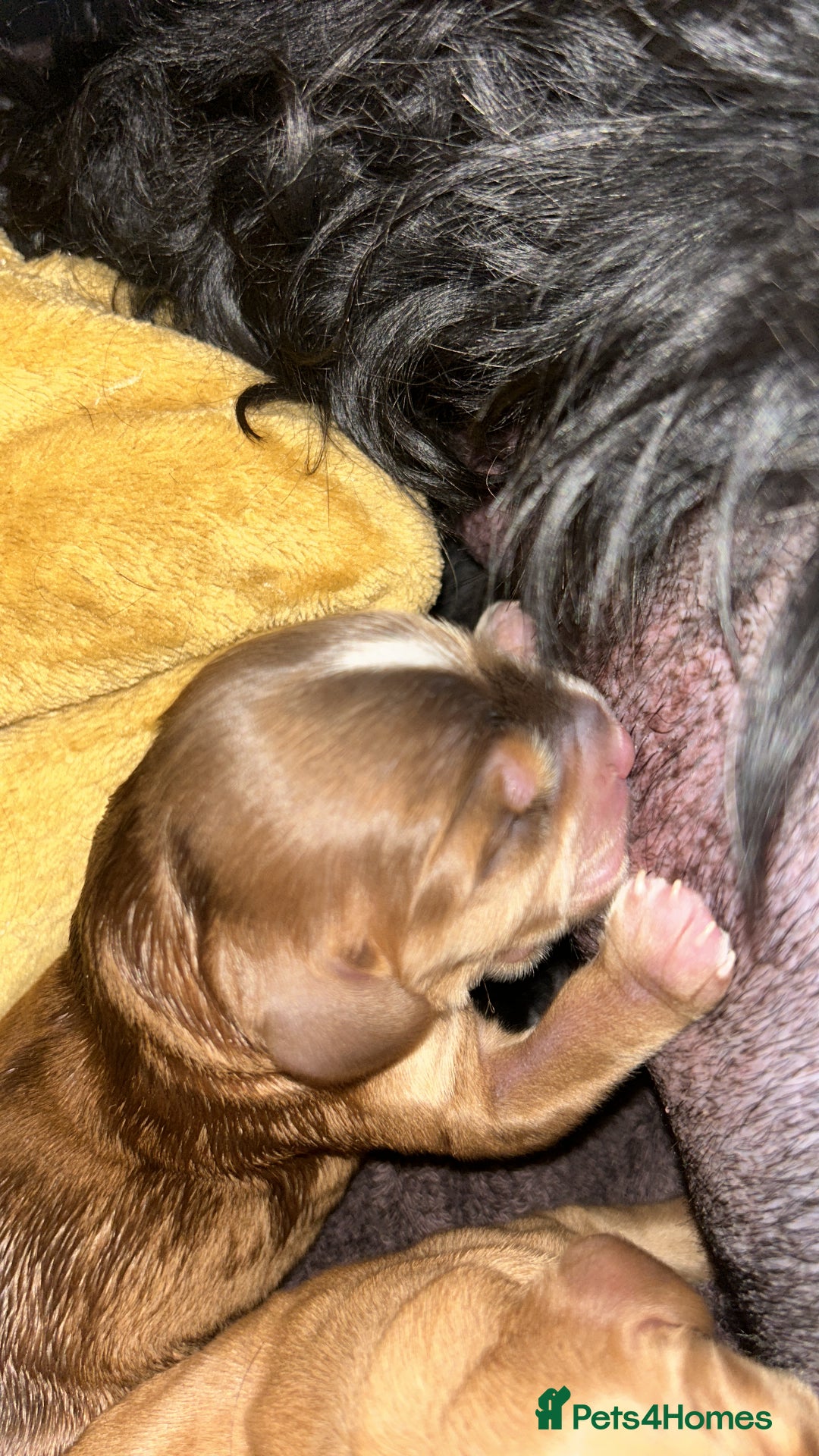 Cocker Spaniel dogs for sale: Cocker spaniel puppies - Image 13