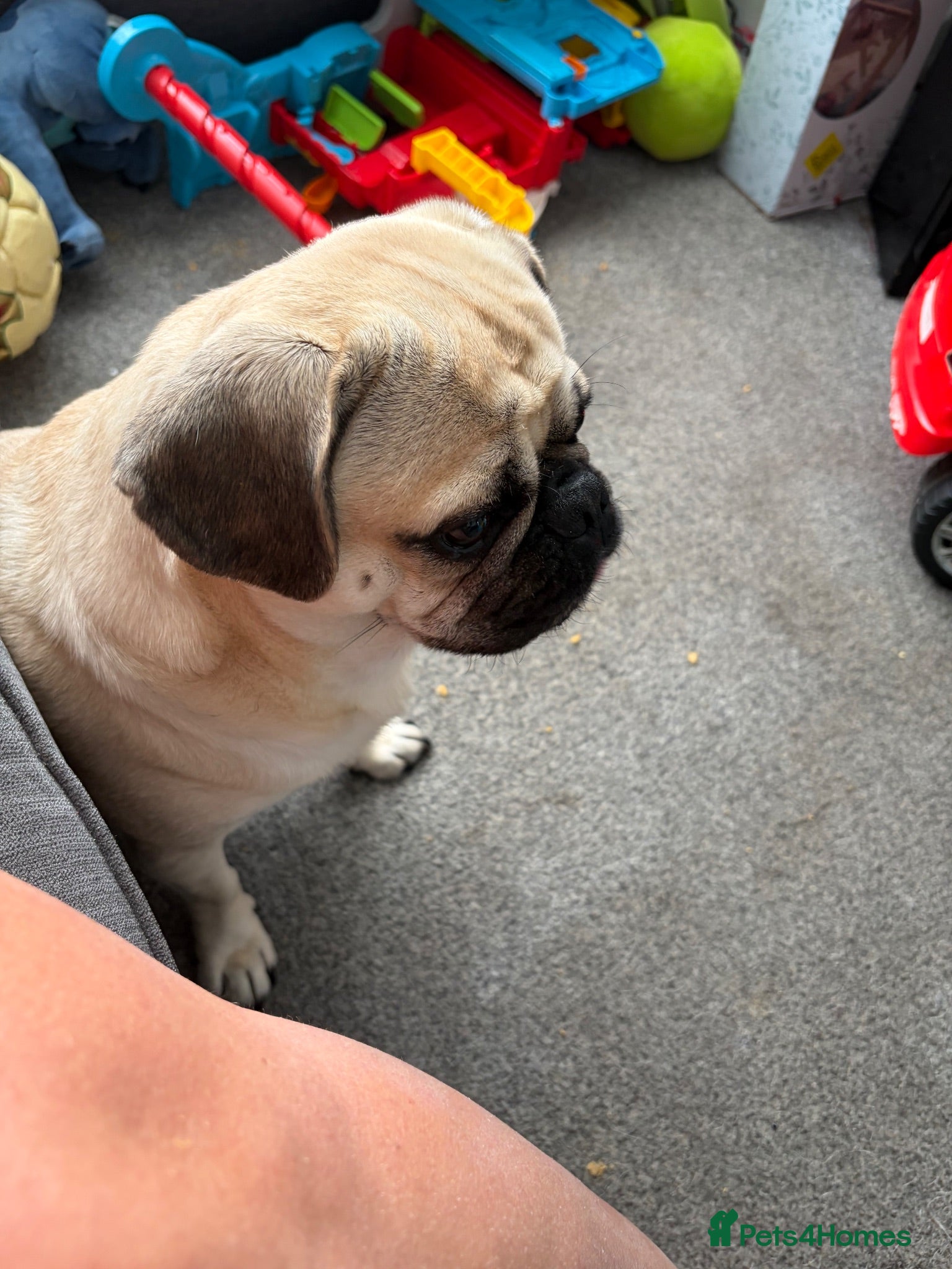 Pug dogs 3 year old pug  - Advert 6