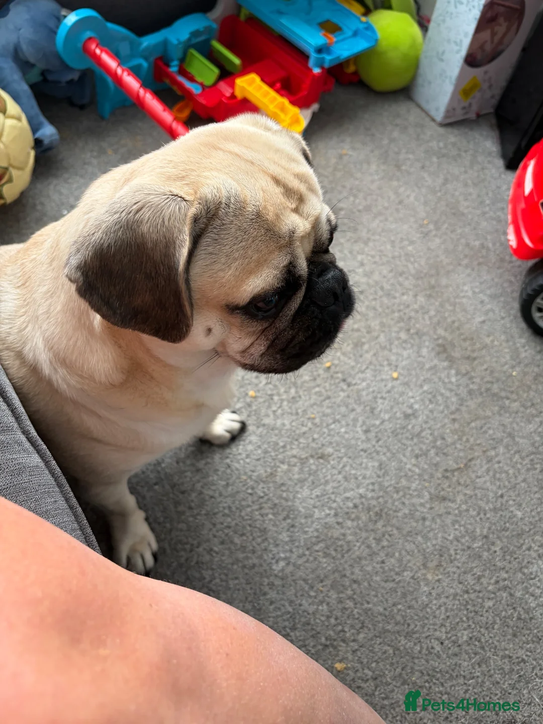 Pug dogs for sale: 3 year old pug  in Bacup - Advert 1