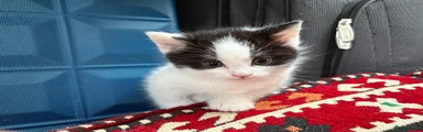Mixed Breed Kitten 1