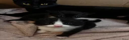 Mixed Breed cats for sale: 3 beautiful little boys available to reserve  - Advert 4