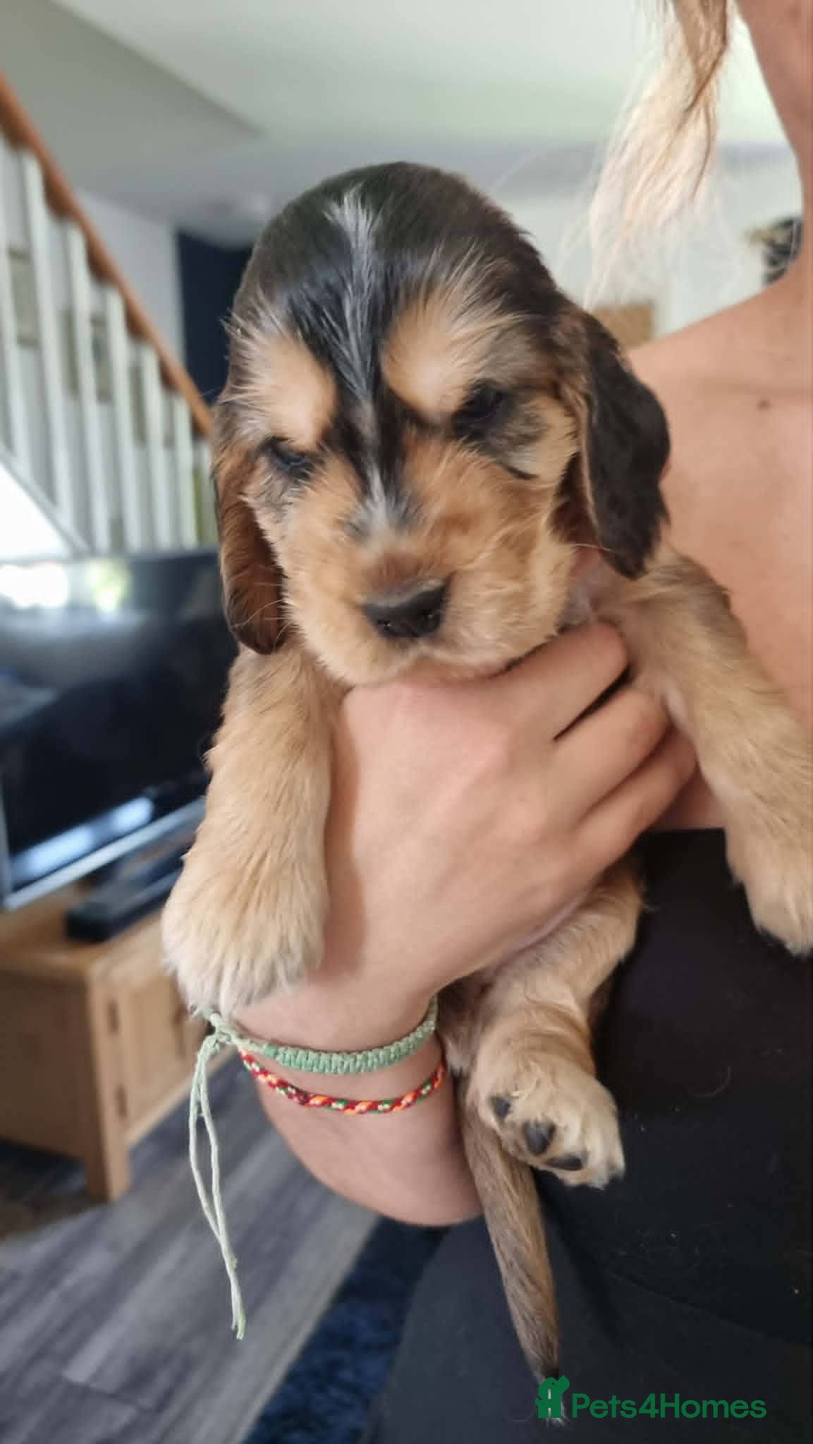 Cocker Spaniel dogs Show Cocker Spaniel Puppies- Champion Lineage🏆🐾 - Advert 2