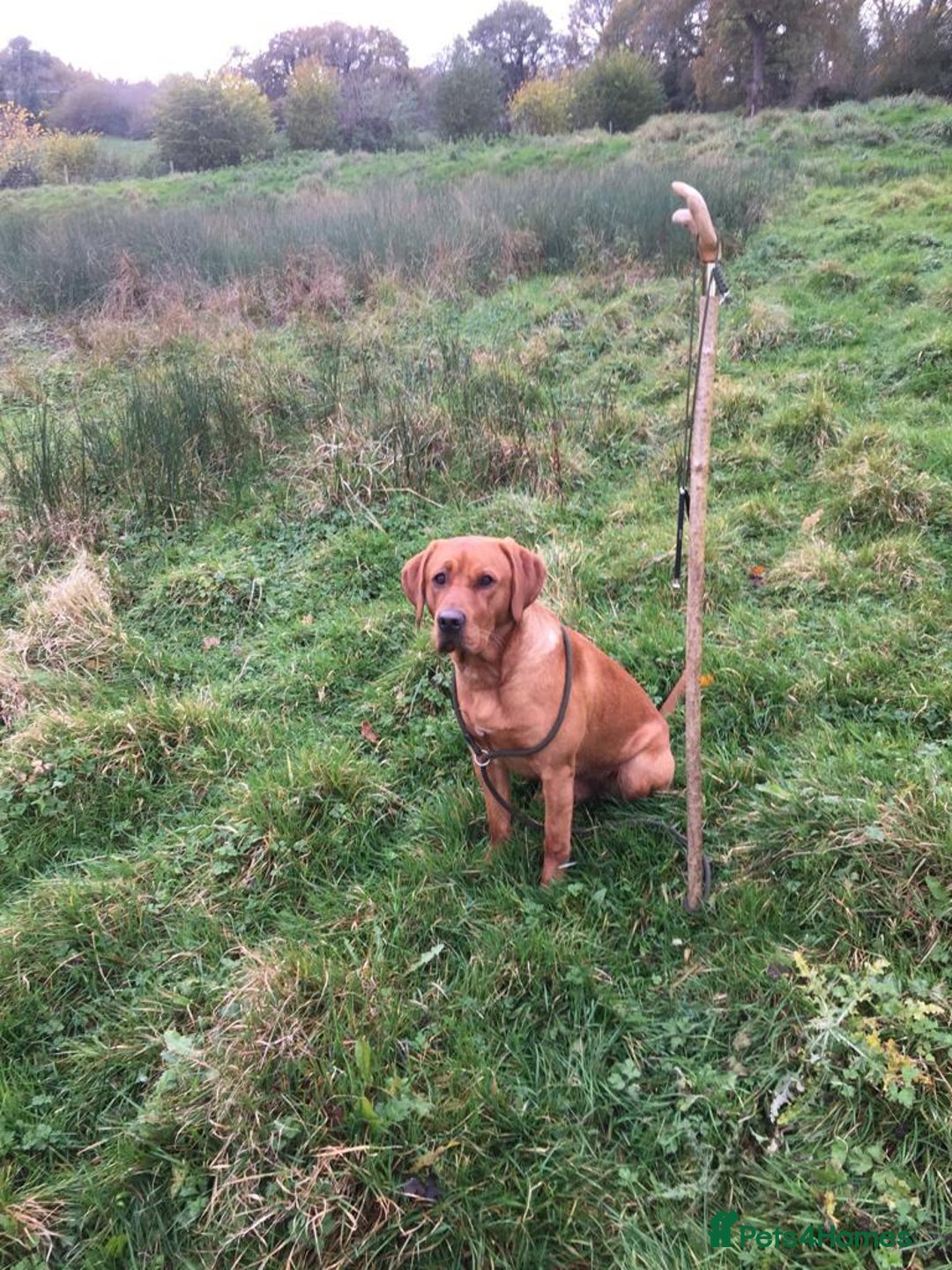 Labrador Retriever dogs for sale: Stunning Pure Labrador retriever puppies - Image 26
