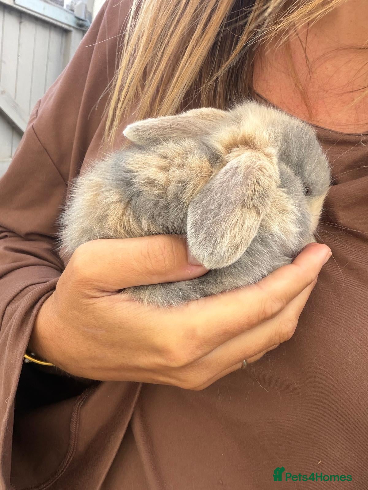 Mini Lop rabbits 1 purebred bluefawn harlequin doe Avail to reserve - Advert 2