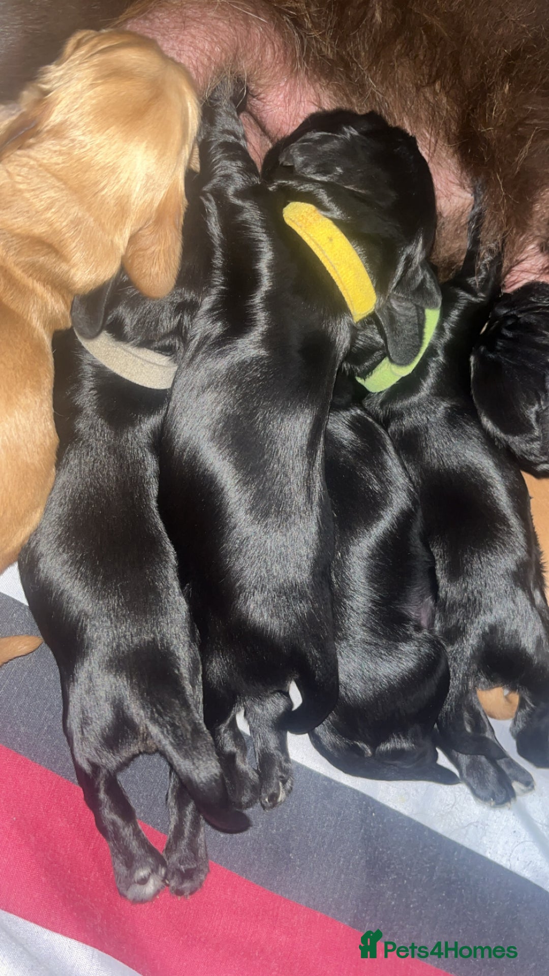 Sprocker dogs for sale: 9 gorgeous Sprocker pups - Image 33