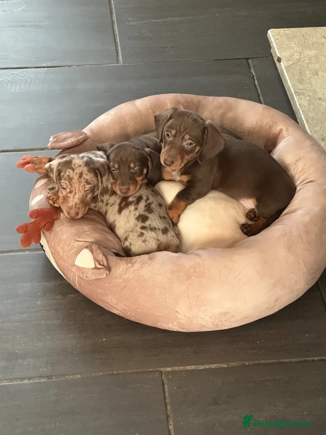 Miniature Dachshund dogs for sale: Miniature dachshund puppies  - Advert 7