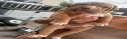 Mixed Breed dogs for sale: Stunning American bulldog staff  - Advert 15