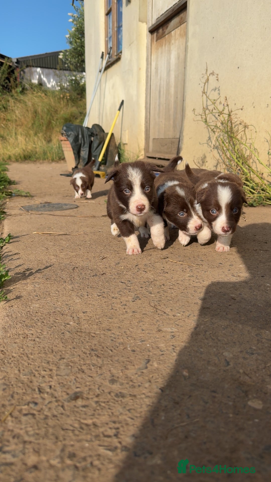 Border Collie dogs for sale: Working chocolate border collies  - Image 11