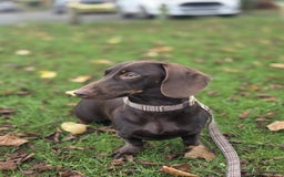 Miniature Dachshund dogs for sale: Dachshund Sad Rehome  - Image 2