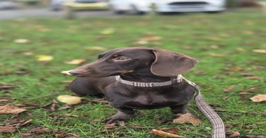 Miniature Dachshund dogs Dachshund Sad Rehome  - Advert 8