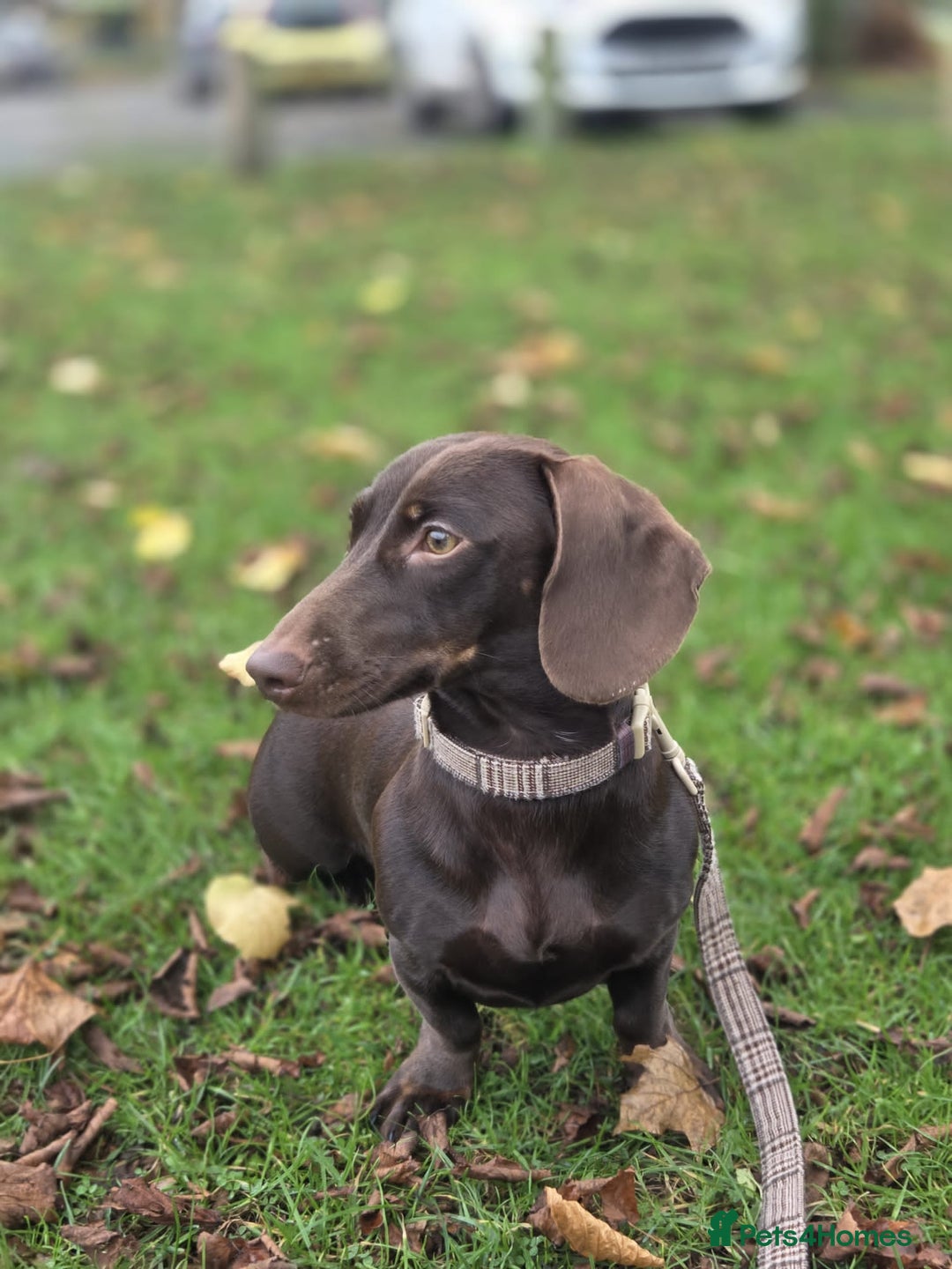 Miniature Dachshund dogs for sale: Dachshund Sad Rehome  - Image 2