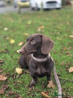 Miniature Dachshund dogs Dachshund Sad Rehome - Advert 1