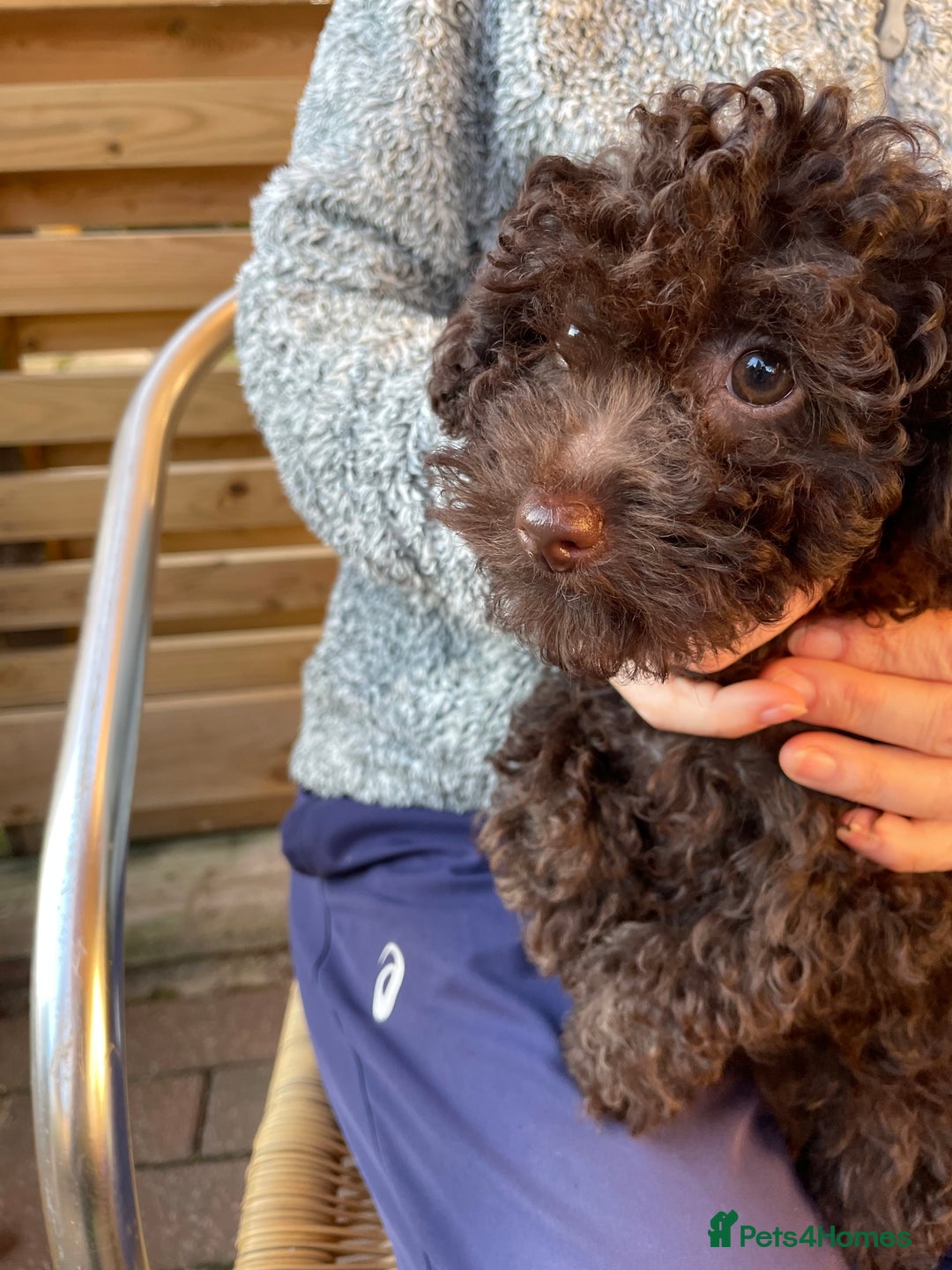 Miniature Poodle dogs for sale: Gorgeous Miniature Poodle puppies  - Advert 8