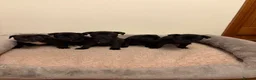 Staffordshire Bull Terrier dogs for sale: KC Reg/DNA Clear Brindle Staffordshire Puppies. - Advert 21