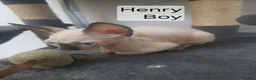 Sphynx cats for sale: Tica quality canadian sphynx kittens - Advert 5